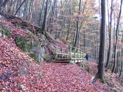 Foto: Wanderung durch den bunten Laubwald im Eifelherbst bei Kyllburg